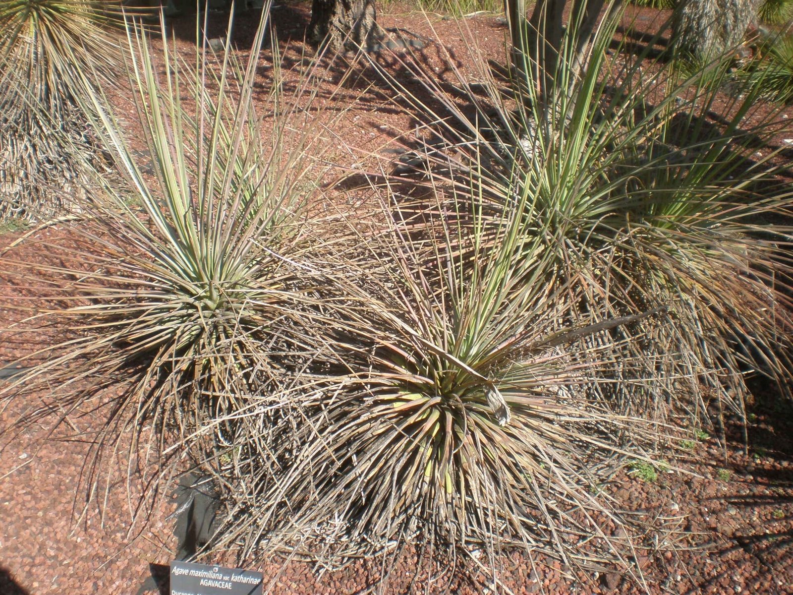 Agave maximiliana plants with long, narrow leaves on red volcanic gravel