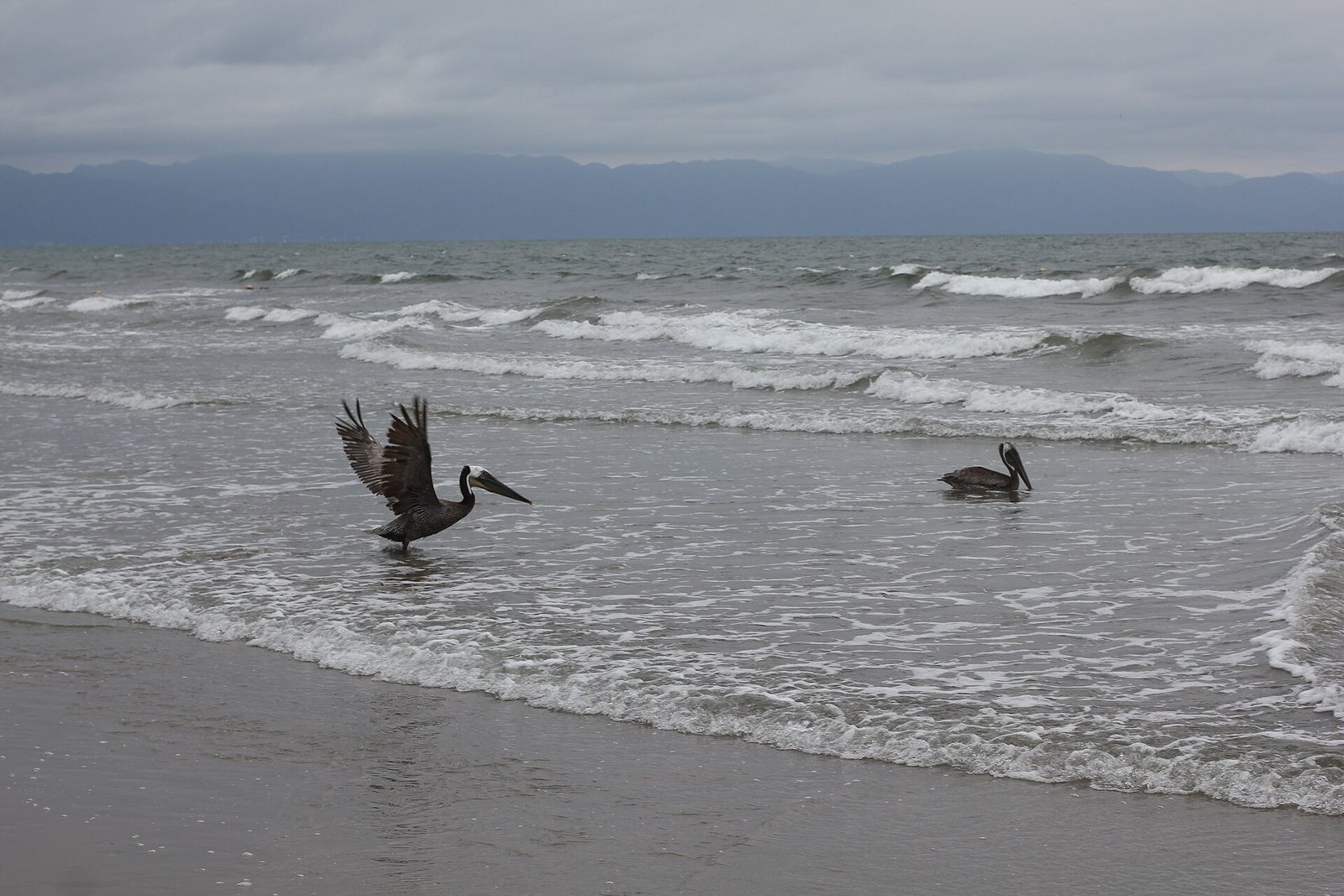 Two pelicans at the water's edge, one with wings spread, on the Nuevo Vallarta beach