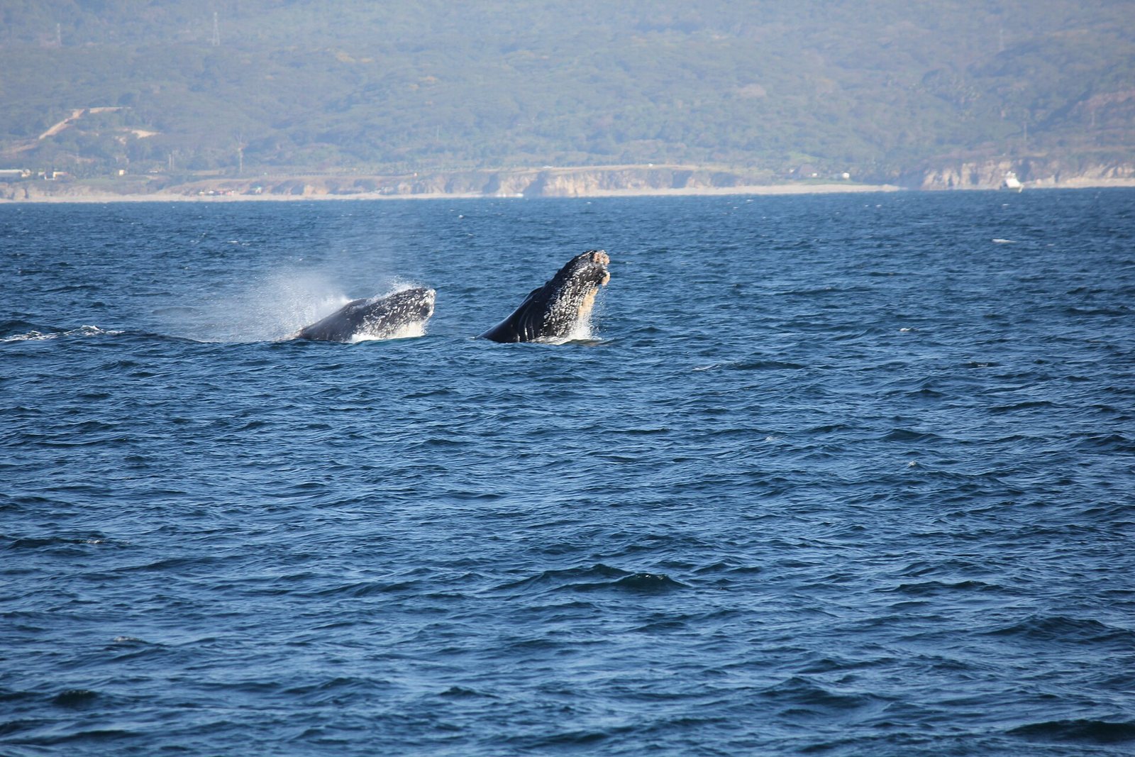 Two humpback whales surfacing in Banderas Bay with the coastline behind them