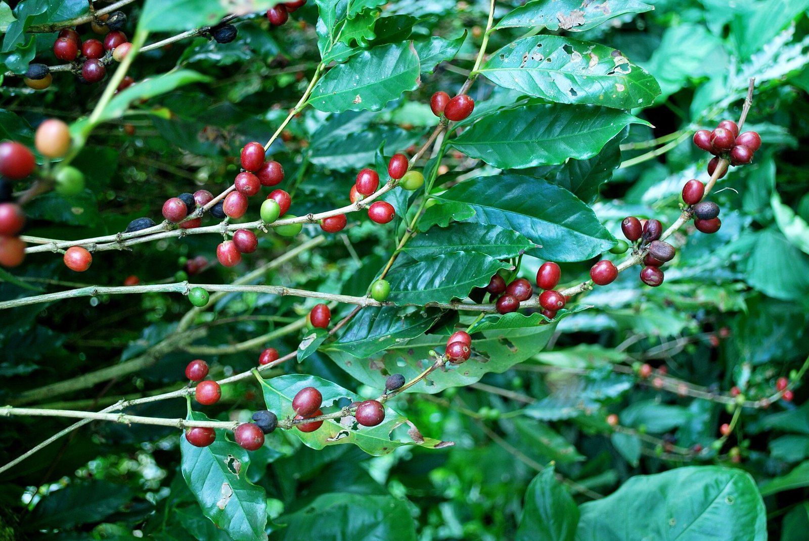 Coffee plant branch with red and green cherries among glossy leaves