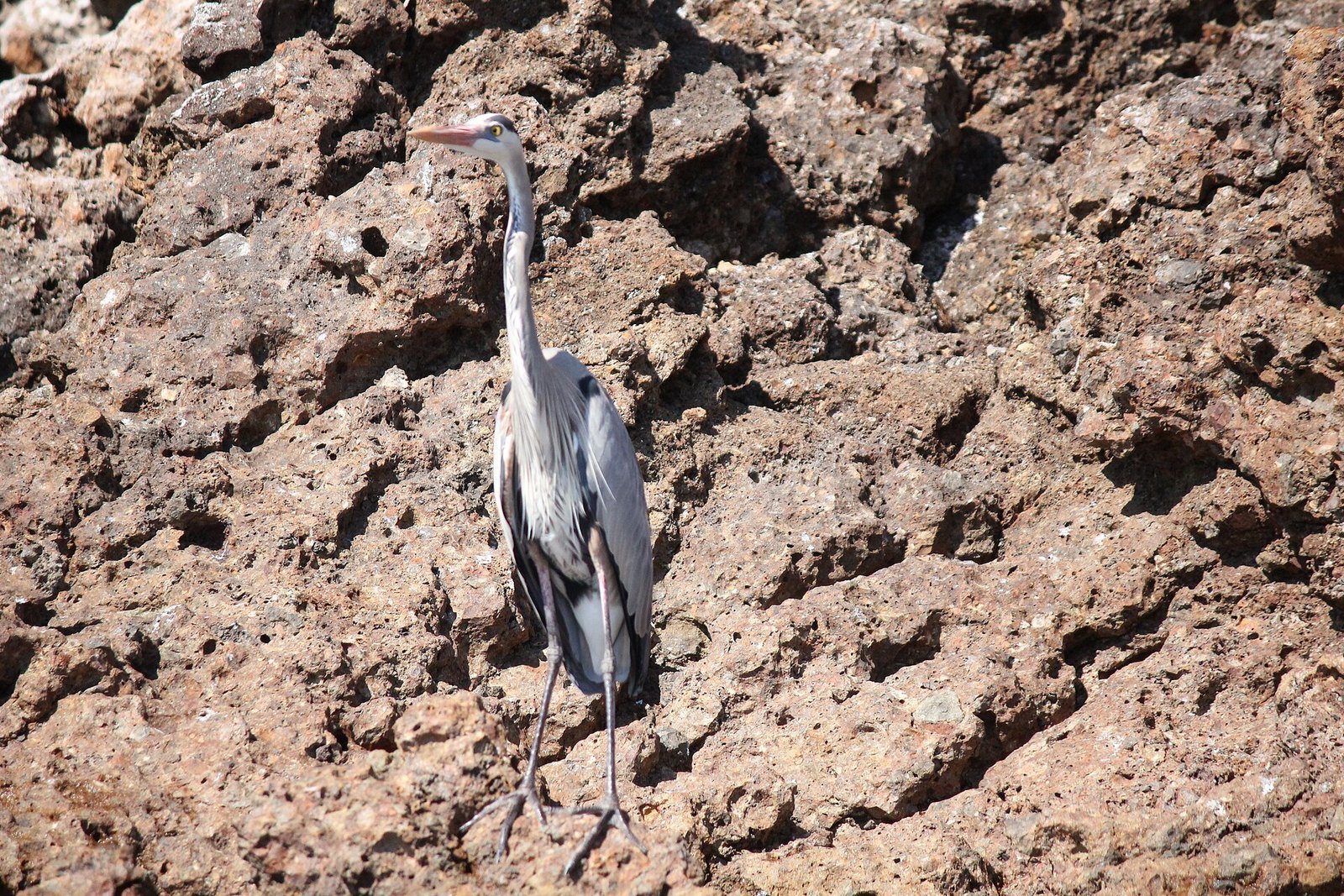 Heron standing on the volcanic rocks of the Marietas Islands