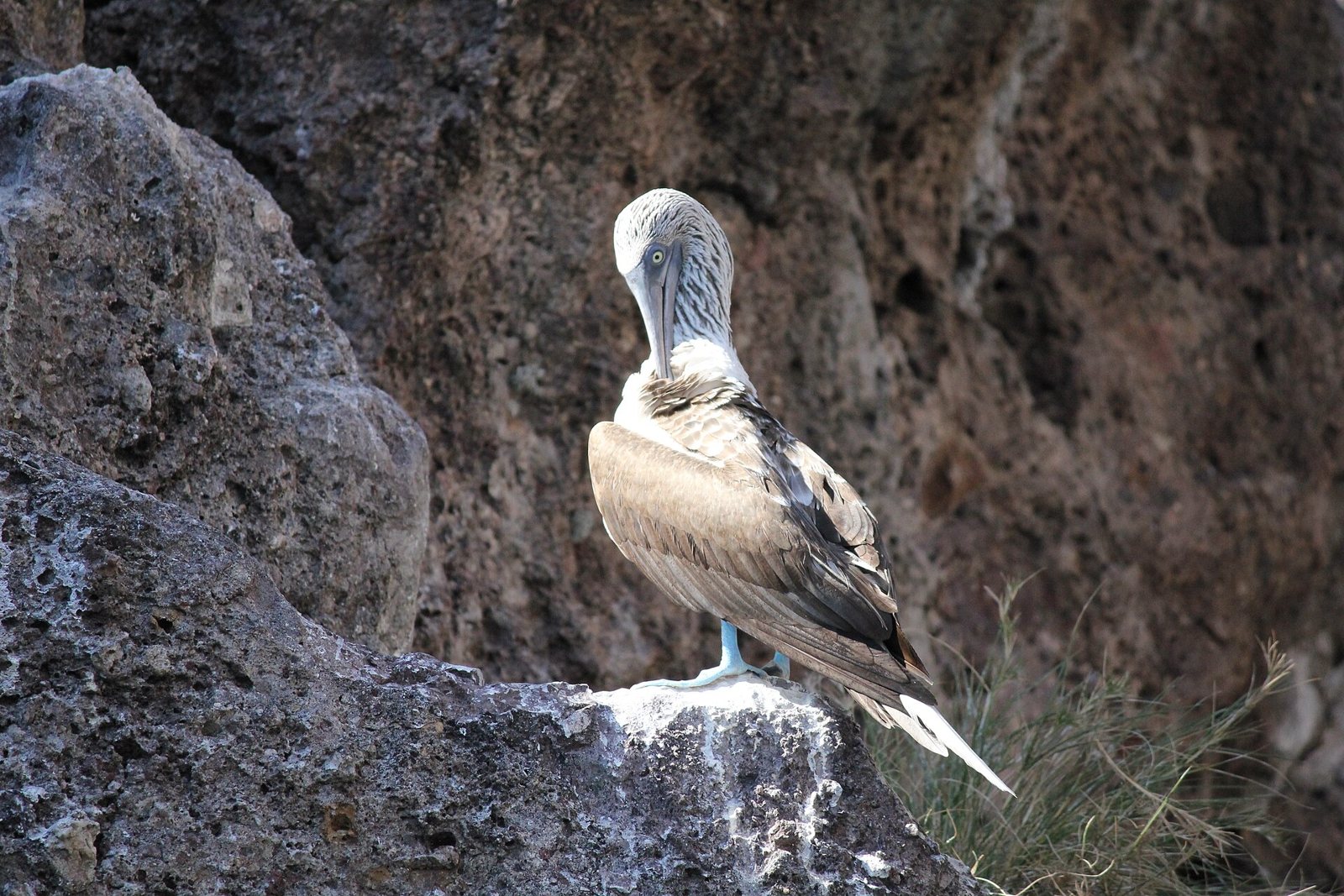 Blue-footed booby preening on a volcanic rock on the Marietas Islands