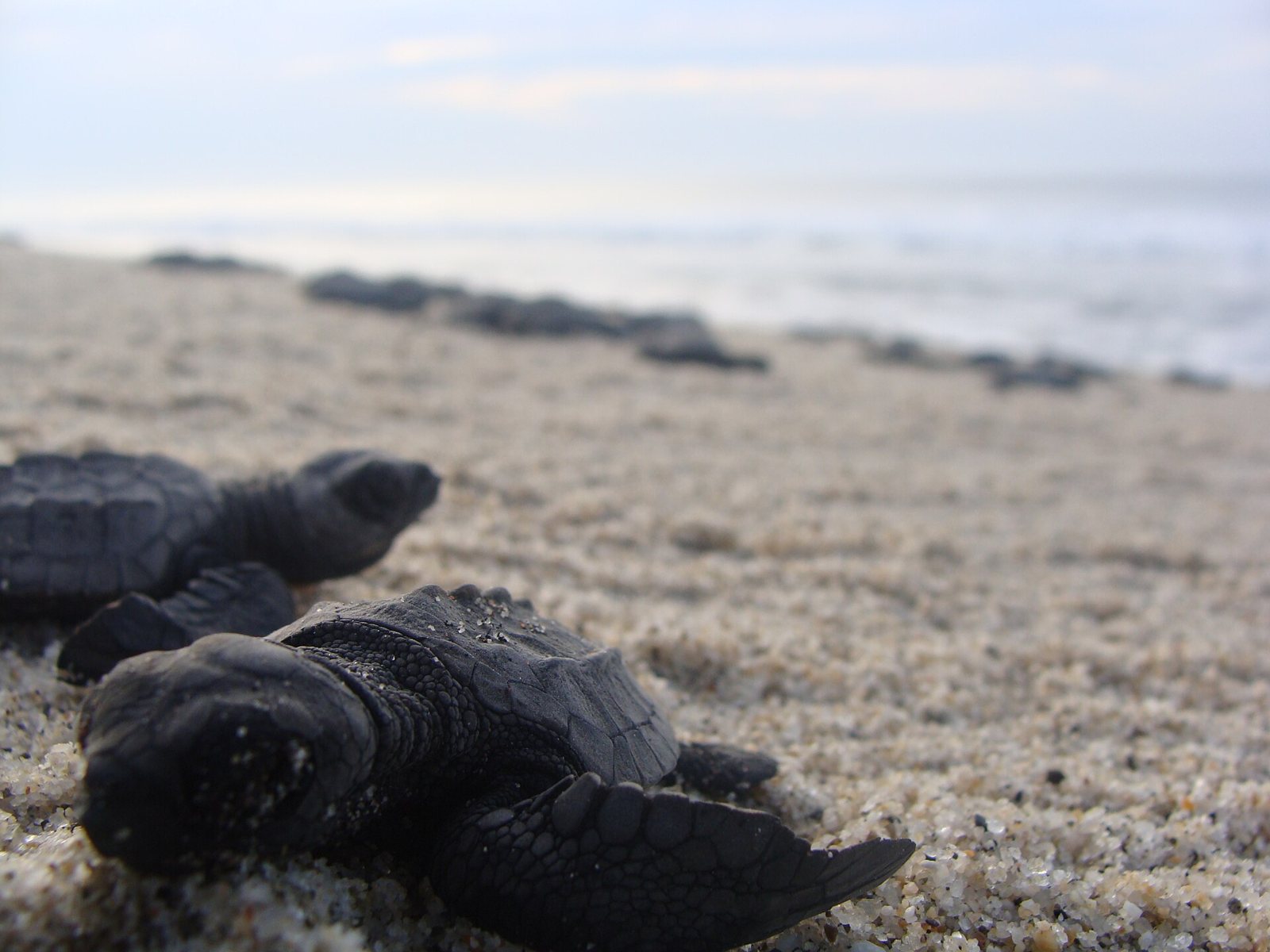 Close-up of olive ridley hatchlings on the sand, with more blurred hatchlings crawling toward the sea