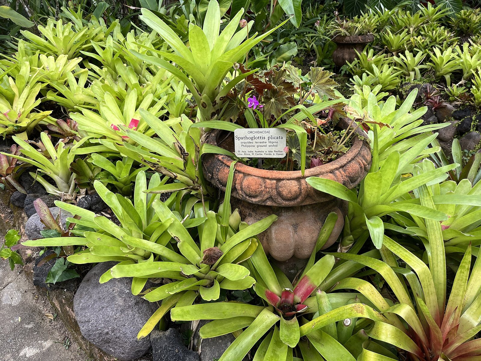 Bed of green bromeliads around a clay urn holding a purple ground orchid with its botanical label