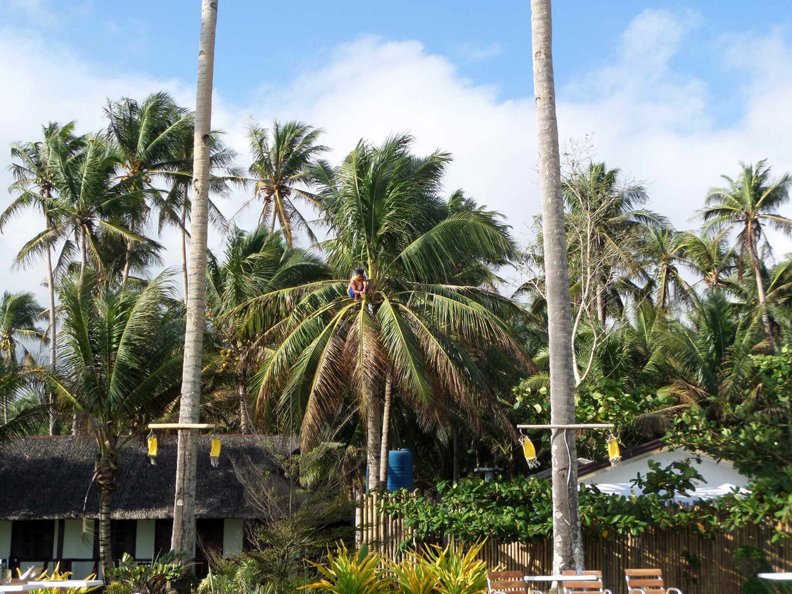 Tuba gatherer perched high in a coconut palm surrounded by other palm trees