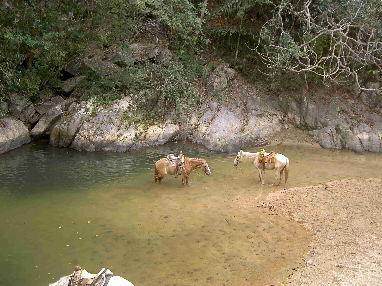 Two saddled horses standing in a shallow river pool surrounded by rocks and greenery